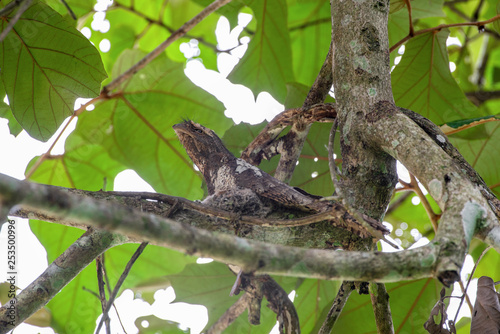 Blyth s frogmouth  Batrachostomus affinis  sit on the nest. Javan Frogmouth bird