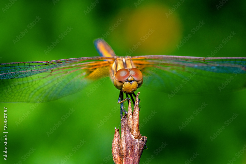 Macro shots, Beautiful nature scene dragonfly. Macro shots, Beautiful nature scene dragonfly.