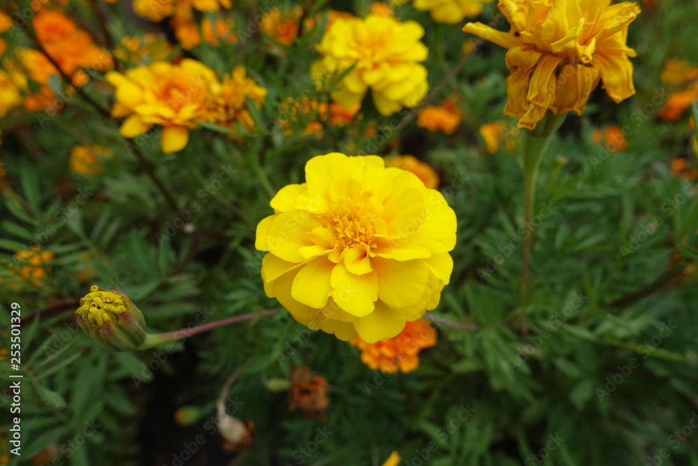 Close view of yellow flower head of french marigold Close view of yellow flower head of french marigold