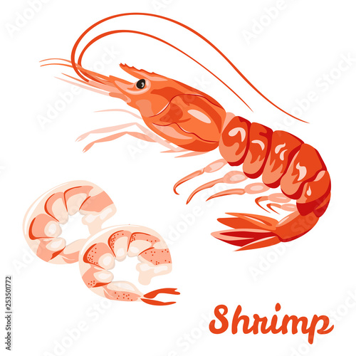 Shrimp isolated on white background. Vector illustration of shrimp in shell, peeled shrimp.  Bright image of fresh seafood in  simple flat style. Icon, sticker, label, poster.
