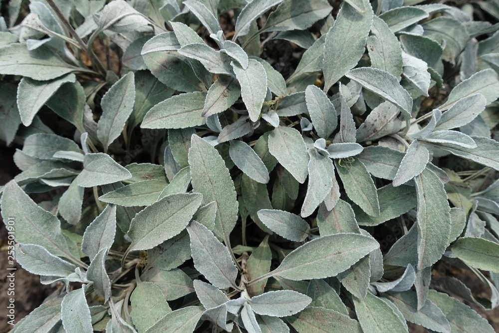 Grey green foliage of Veronica incana in summer Grey green foliage of Veronica incana in summer
