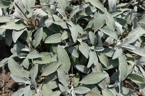 Pubescent grey green foliage of Veronican incana