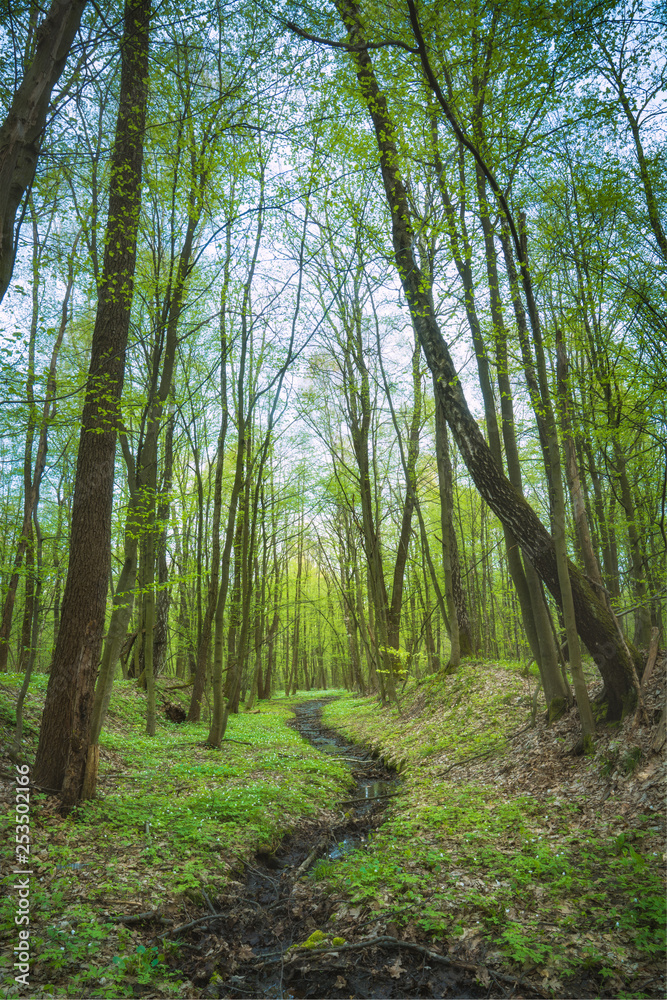 Fototapeta premium Forest covered with fresh vegetation
