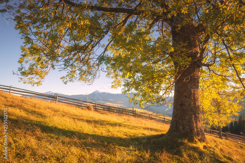 Great ash tree in a mountain valley