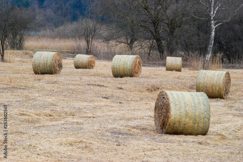 Runde Strohballen auf einer Streuewiese im Ried. Runde Strohballen auf einer Streuewiese im Ried.