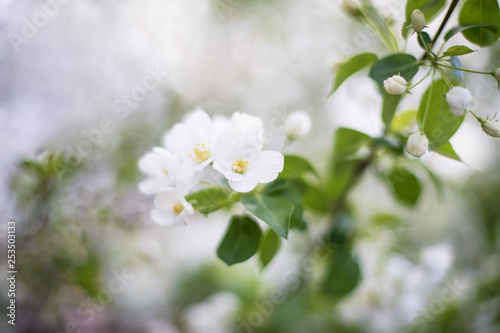 Delicate white flowers of the fruit tree: Apple, pear, lilac. Early morning. Horizontal photography.