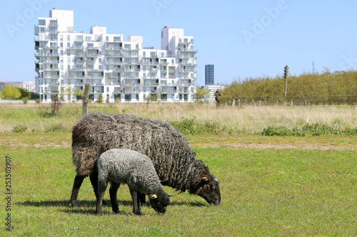 Obraz na płótnie Karakul sheep on field
