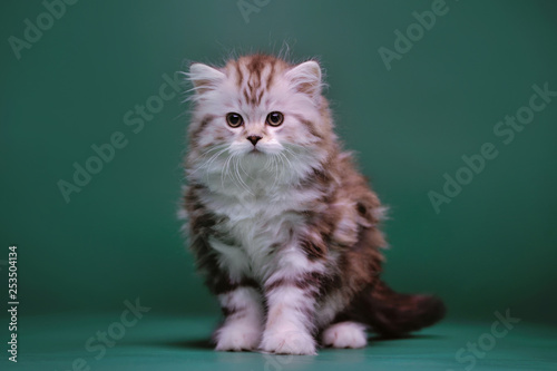 Little kitten on a black background photo