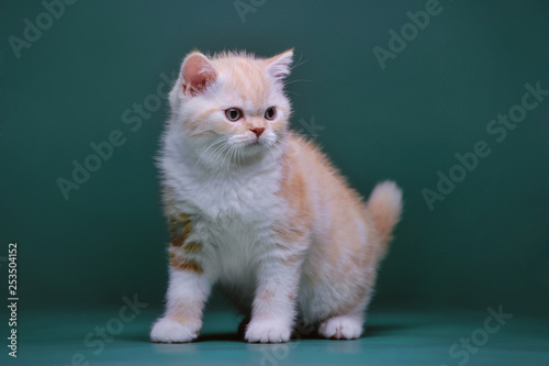 Little kitten on a black background photo