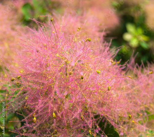 A fluffy pink bush blooming in the mountains