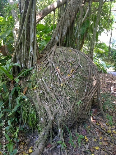 Big stone overgrown with tree roots in Singapore Bukit Batok Nature Park stock photo