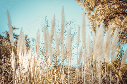 Pampas Grass - Cortaderia selloana Pumila