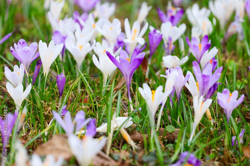 Crocus flowers on meadow in spring Crocus flowers on meadow in spring