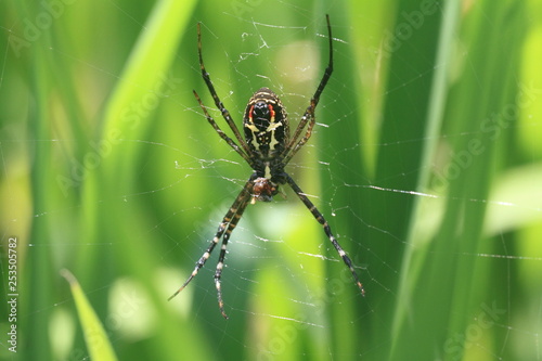 Spider on web 