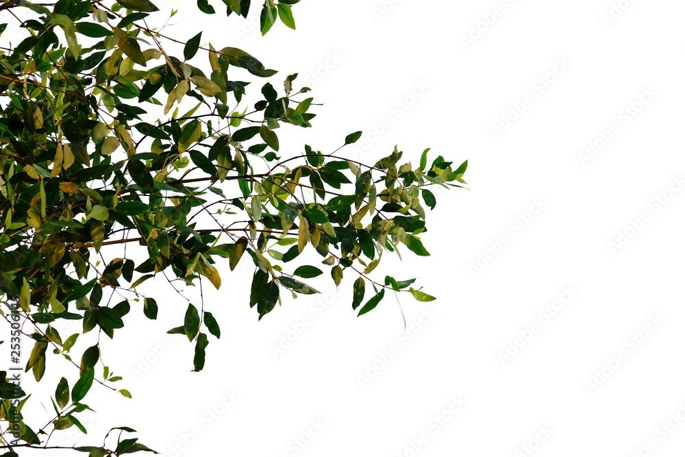 Tropical tree leaves with branches on white isolated background for green foliage backdrop Tropical tree leaves with branches on white isolated background for green foliage backdrop
