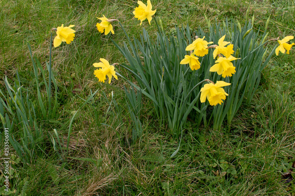 Fototapeta premium Yellow daffodils in wales for St Davids day
