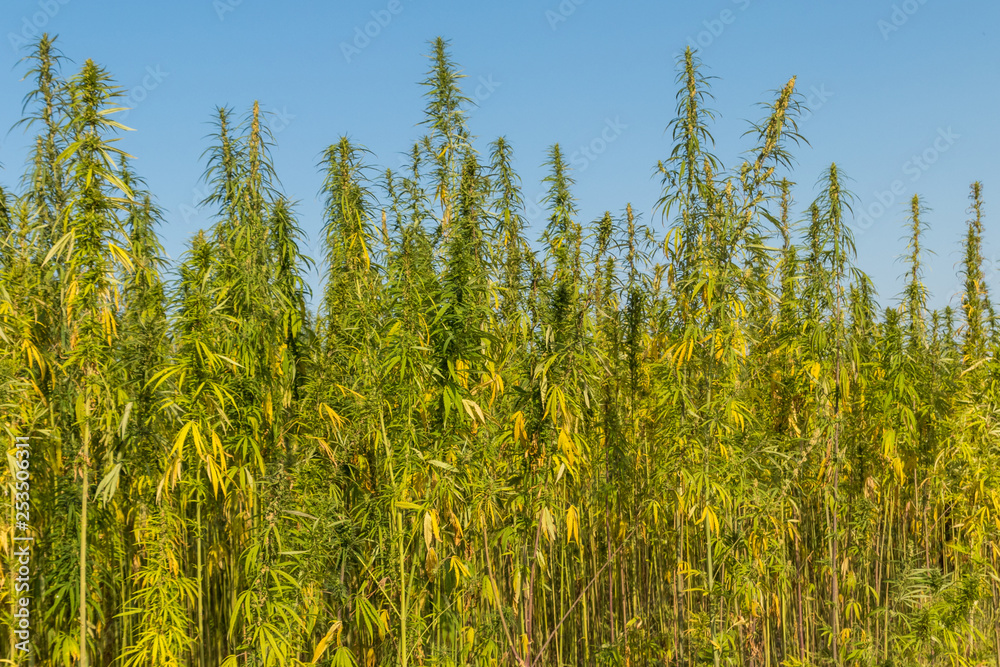 Field of green cannabis (marijuana) plants Field of green cannabis (marijuana) plants