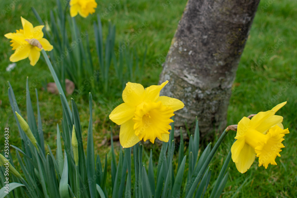Obraz premium Yellow daffodils in wales for St Davids day