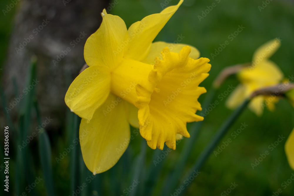 Yellow daffodils in wales for St Davids day Yellow daffodils in wales for St Davids day
