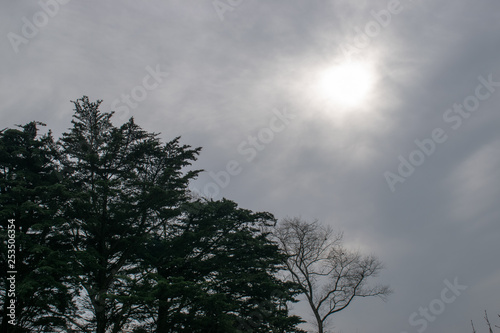 Trees with a cloudy sky