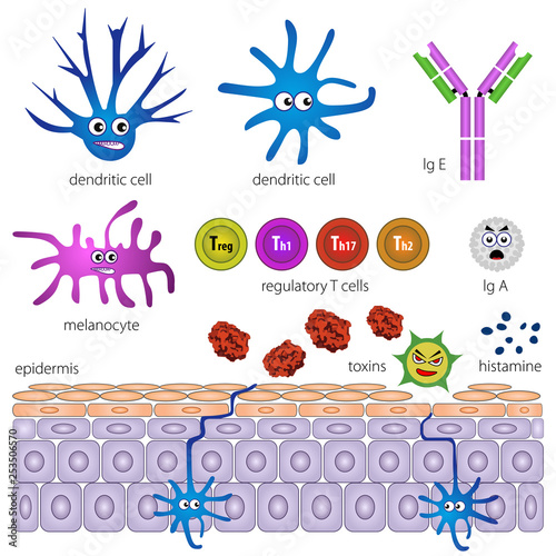The cells of the protective layer of the skin. Protection against inflammation