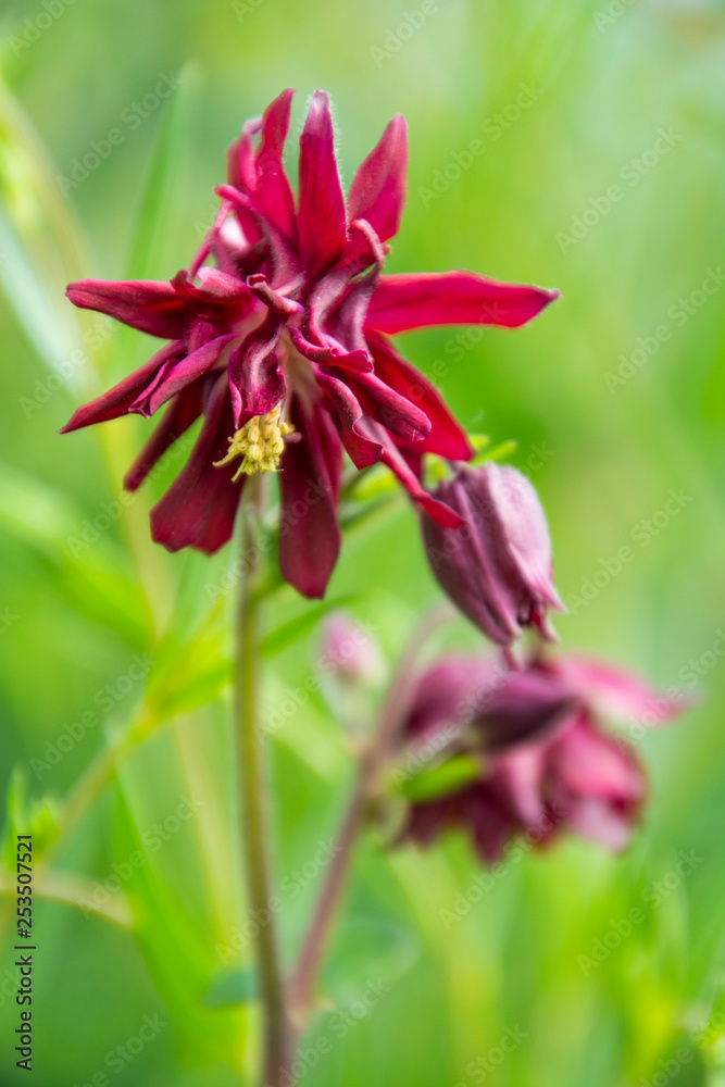 Fototapeta premium wild orchids in the garden and forest