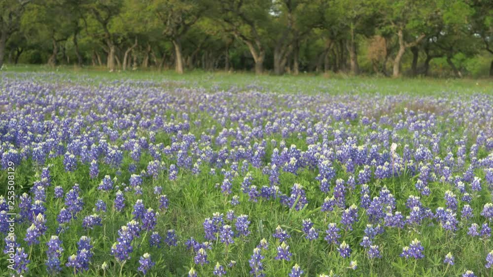 Texas Wildflowers blooming in the Spring, Bluebonnets and various other flowers. Texas Wildflowers blooming in the Spring, Bluebonnets and various other flowers.