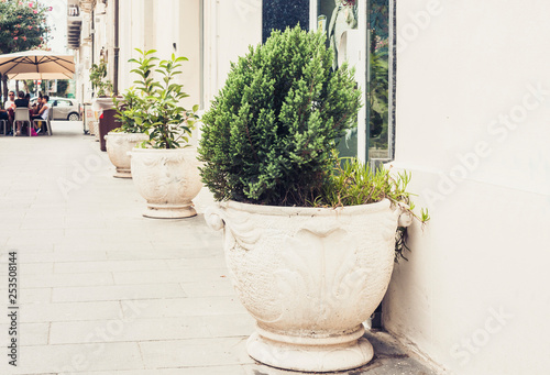 Plant in pot on the historic street of Catania, Sicily, Italy, traditional architecture.