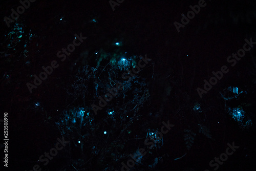 New Zealand glowworm photo