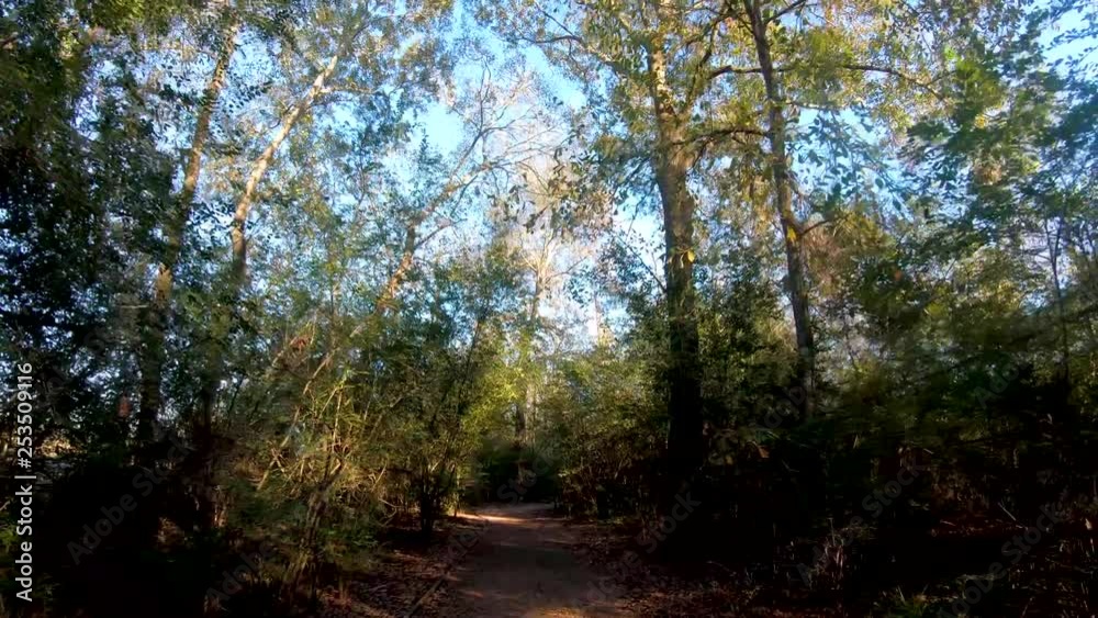 Walking a trail within foliage in park at sunset Walking a trail within foliage in park at sunset