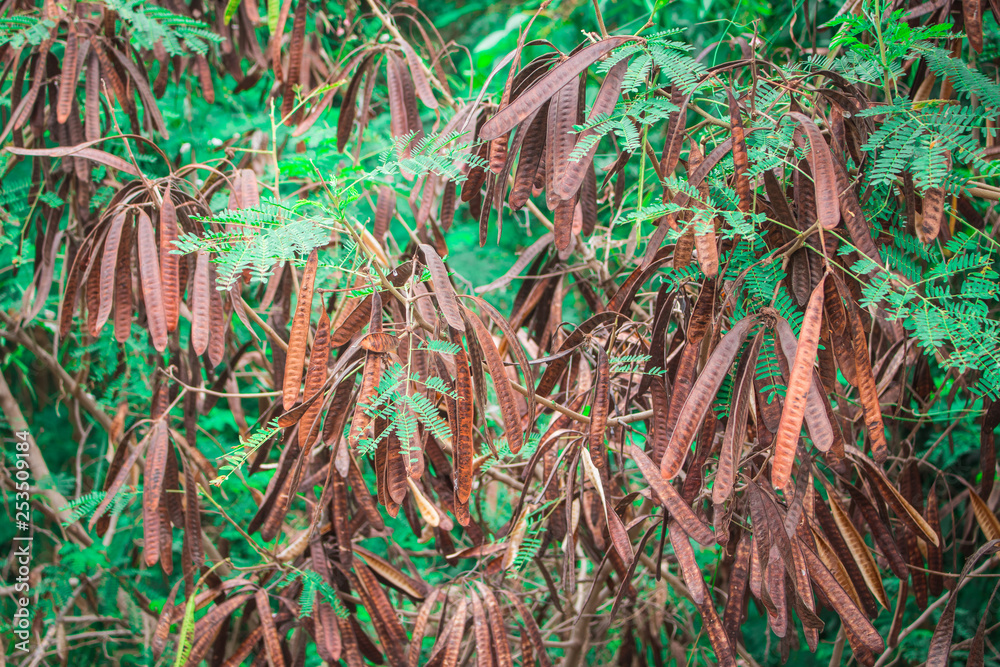 Dry pods (Elongated seeds) of White popinac, Lead tree, Horse tamarind, Leucaena, Lpil-lpil (Leucaena Leucocephala) on the branches with green leaves on tree in the natural forest of Thailand Dry pods (Elongated seeds) of White popinac, Lead tree, Horse tamarind, Leucaena, Lpil-lpil (Leucaena Leucocephala) on the branches with green leaves on tree in the natural forest of Thailand