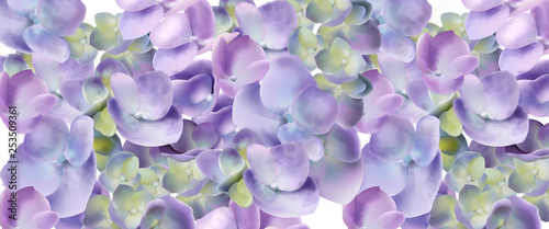 Spring hydrangea flowers watercolor background Vector. Romantic floral invita...