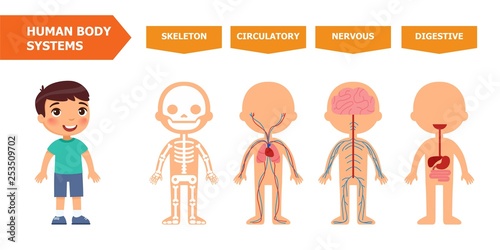 The structure of the human body - anatomy for children. Systems: skeletal, circulatory, nervous, digestive. Cartoon vector illustration. Card for teaching aid, for use in animation, applications