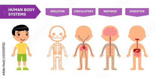 The structure of the human body - anatomy for children. Systems: skeletal, circulatory, nervous, digestive. Cartoon vector illustration. Card for teaching aid. For use in animation, applications