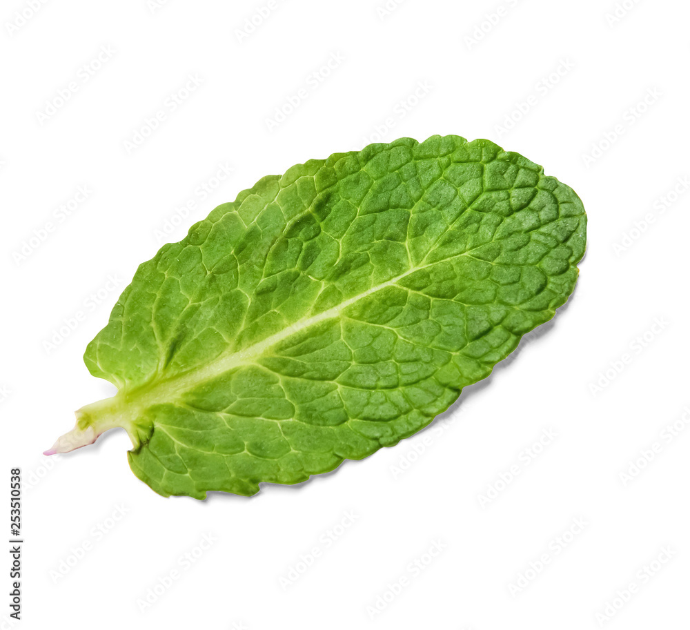 Closeup mint leaf on white isolated background. View from above. Closeup mint leaf on white isolated background. View from above.