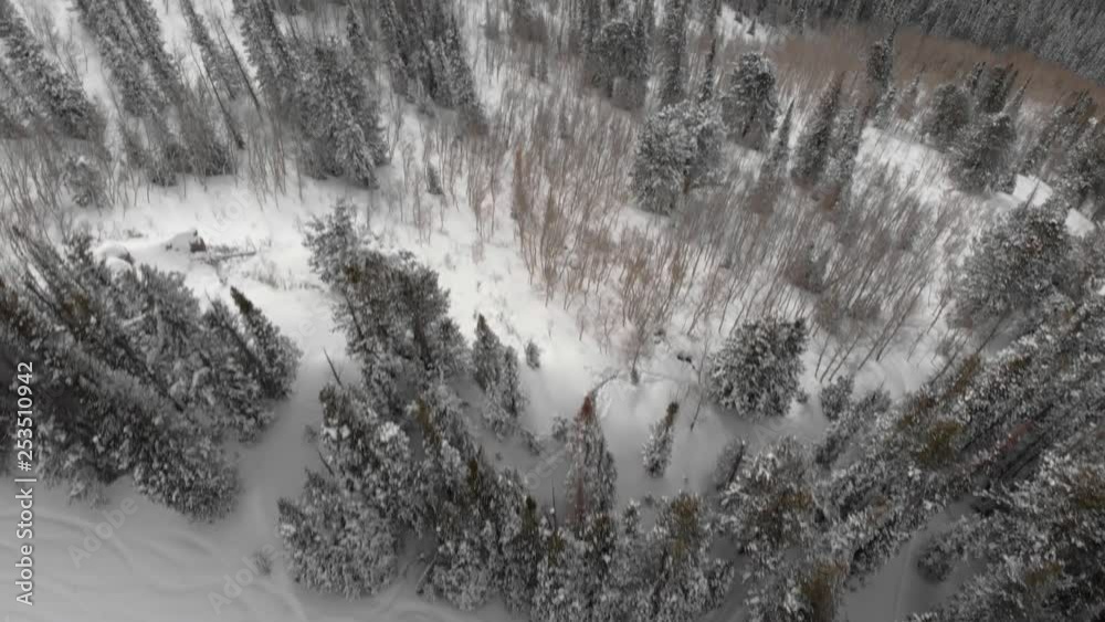 The woods over Aspen Mountain The woods over Aspen Mountain