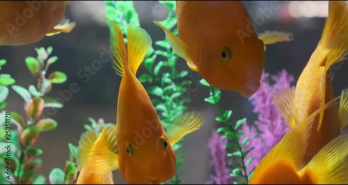 Beautiful fishes in transparent aquarium water