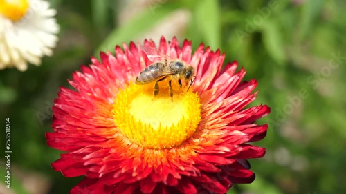 Bee eating nectar on a red and yellow flower