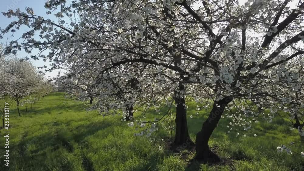 Drone aerial video to the cherry trees in the country of Villanova d’Arda, Piacenza province, Italy Drone aerial video to the cherry trees in the country of Villanova d’Arda, Piacenza province, Italy