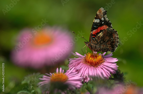 A beautiful butterfly sits on an Aster flower and basks in the summer sun.