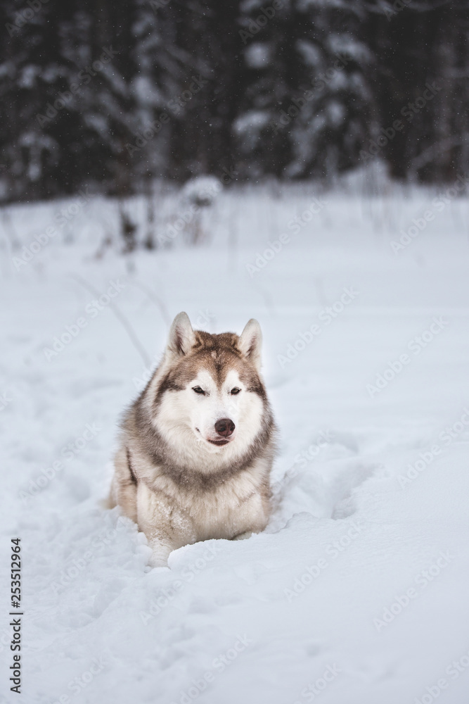 Cute and happy Siberian Husky dog lying on the snow in the forest in winter