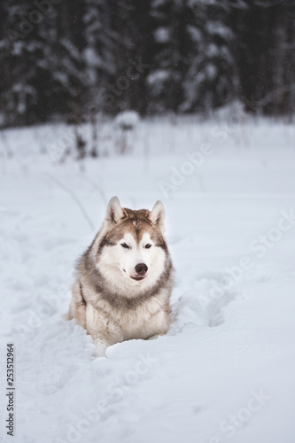 Cute and happy Siberian Husky dog lying on the snow in the forest in winter © Anastasiia