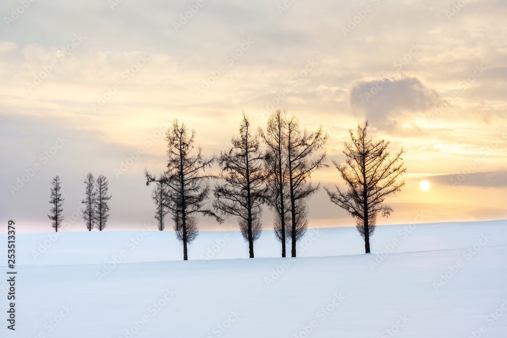 Beautiful scenic view of Christmas tree on a gentle snow and twilight sky sunset background in winter.Group of spruce tree on a hillside in Biei is popular tree in Hokkaido,Japan.Attractive panorama Beautiful scenic view of Christmas tree on a gentle snow and twilight sky sunset background in winter.Group of spruce tree on a hillside in Biei is popular tree in Hokkaido,Japan.Attractive panorama