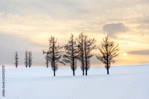 Beautiful scenic view of Christmas tree on a gentle snow and twilight sky sunset background in winter.Group of spruce tree on a hillside in Biei is popular tree in Hokkaido,Japan.Attractive panorama