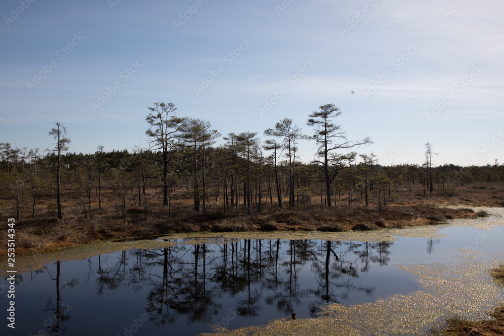 Swamp in a Kemeru national park in latvia Swamp in a Kemeru national park in latvia