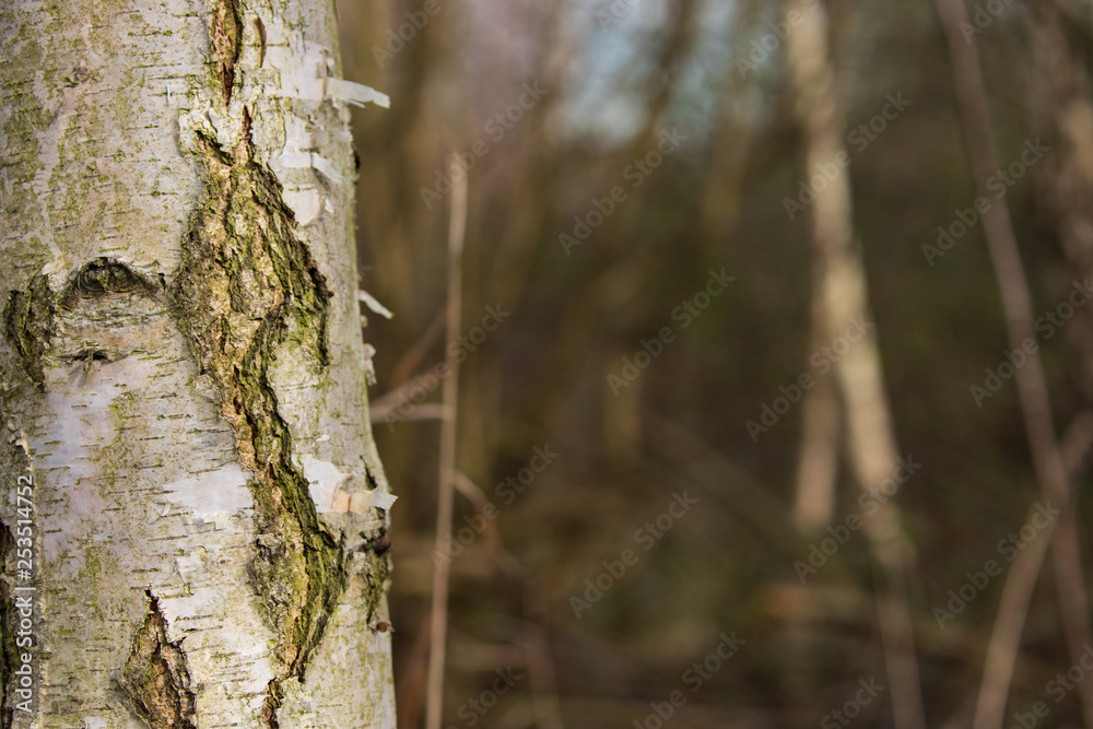 trunk of a tree