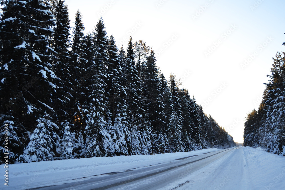 Winter road in the forest