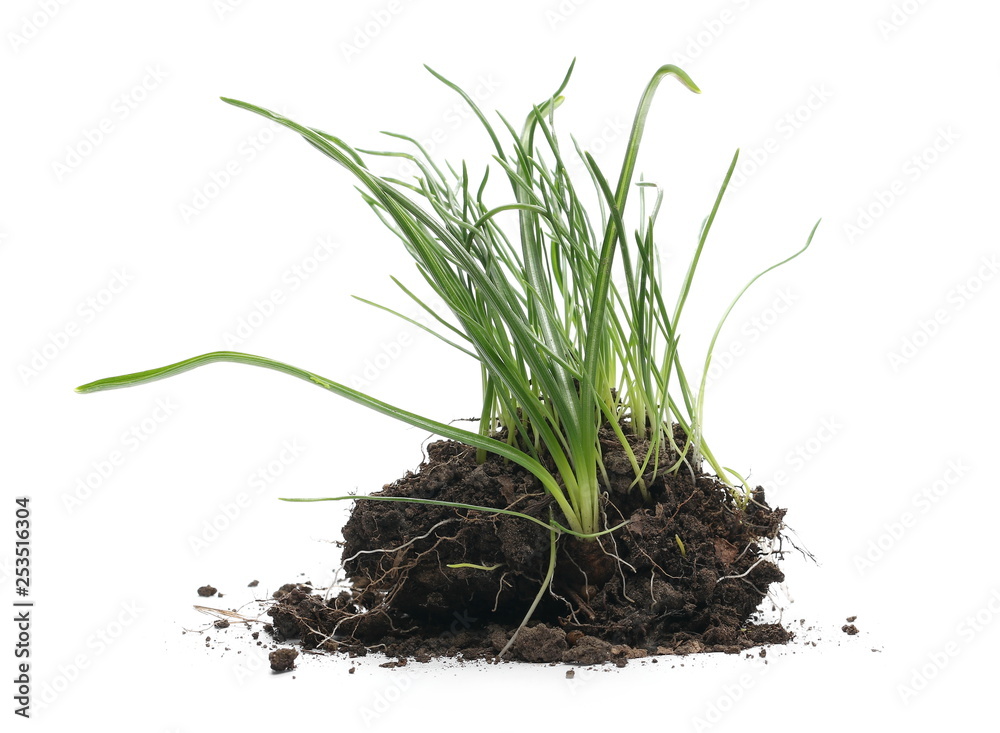 Green grass with dirt isolated on white background and texture Green grass with dirt isolated on white background and texture