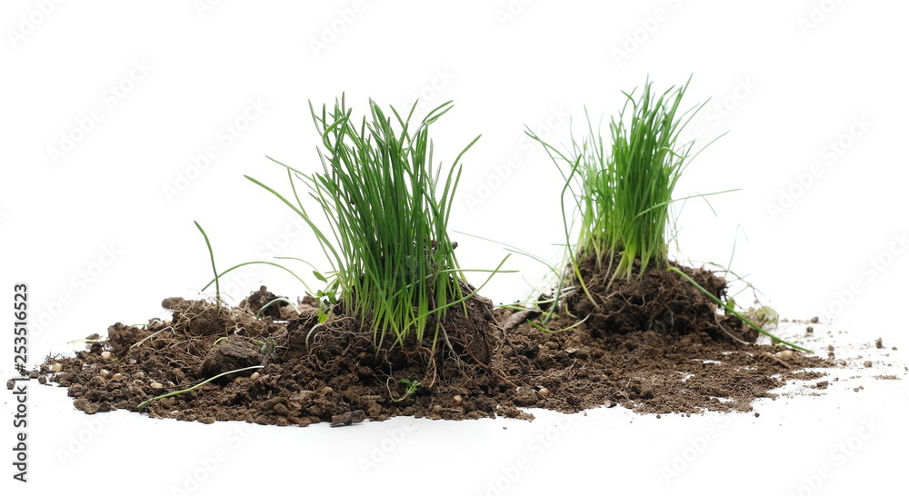 Green grass with dirt isolated on white background and texture Green grass with dirt isolated on white background and texture