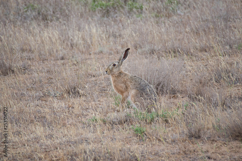 Big hare is sitting among the withered grass